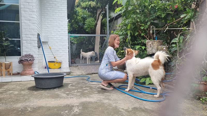 ตามหาสุนัข