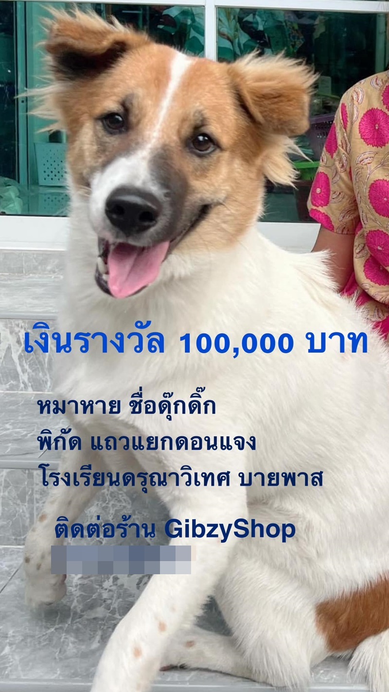 ตามหาสุนัข