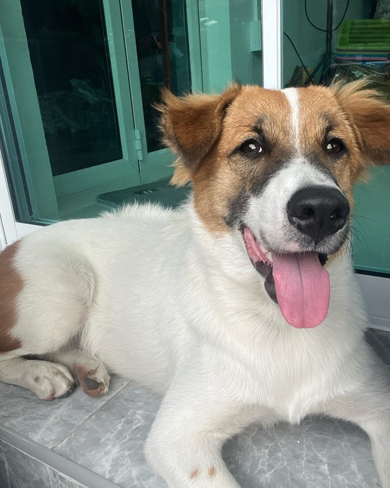 ตามหาสุนัข