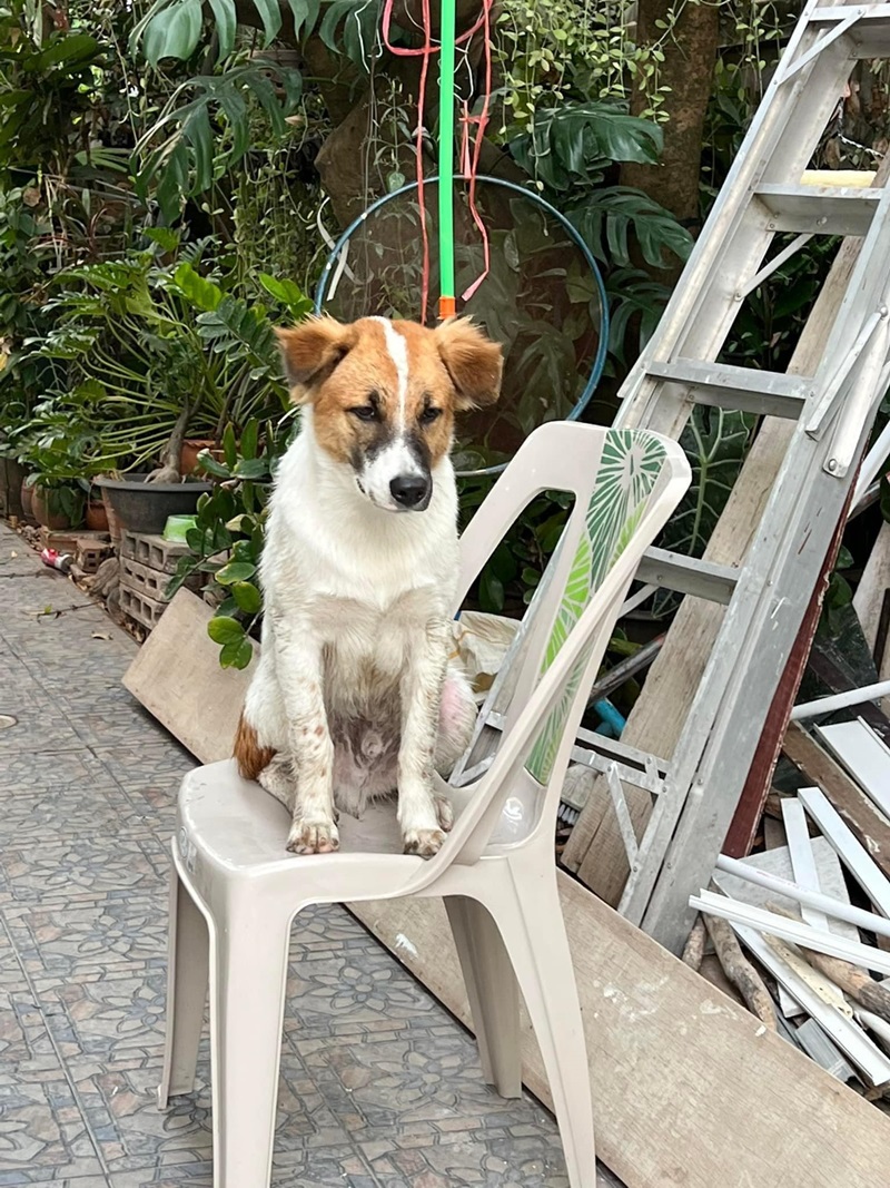 ตามหาสุนัข