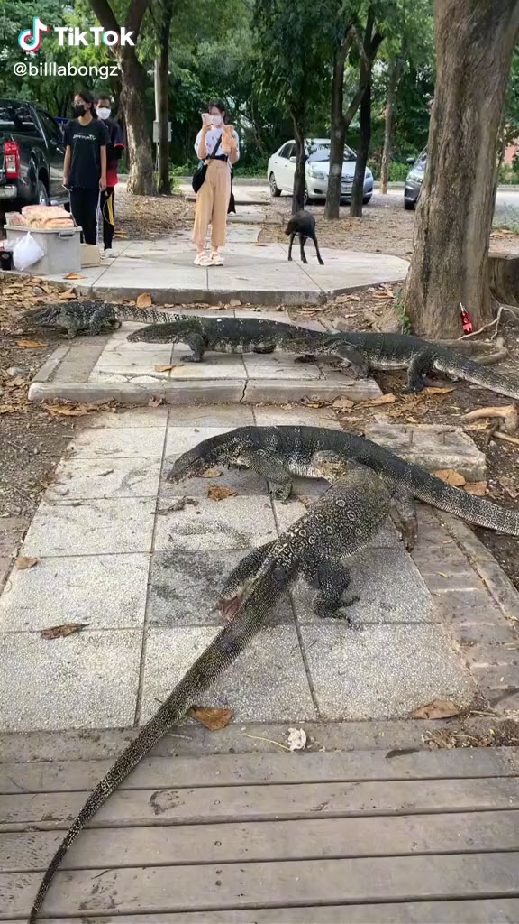 หมากัดตัวเงินตัวทอง