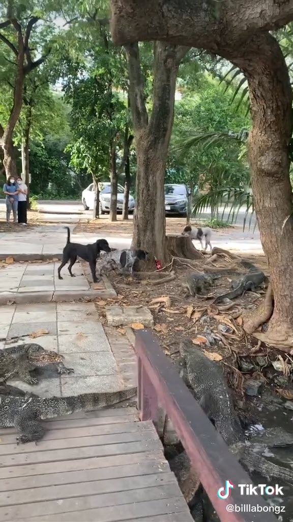 หมากัดตัวเงินตัวทอง