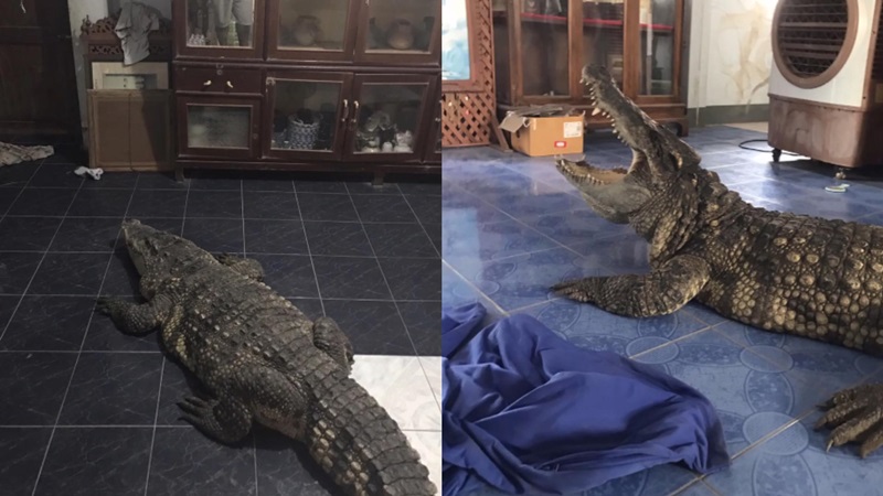 เลี้ยงจระเข้