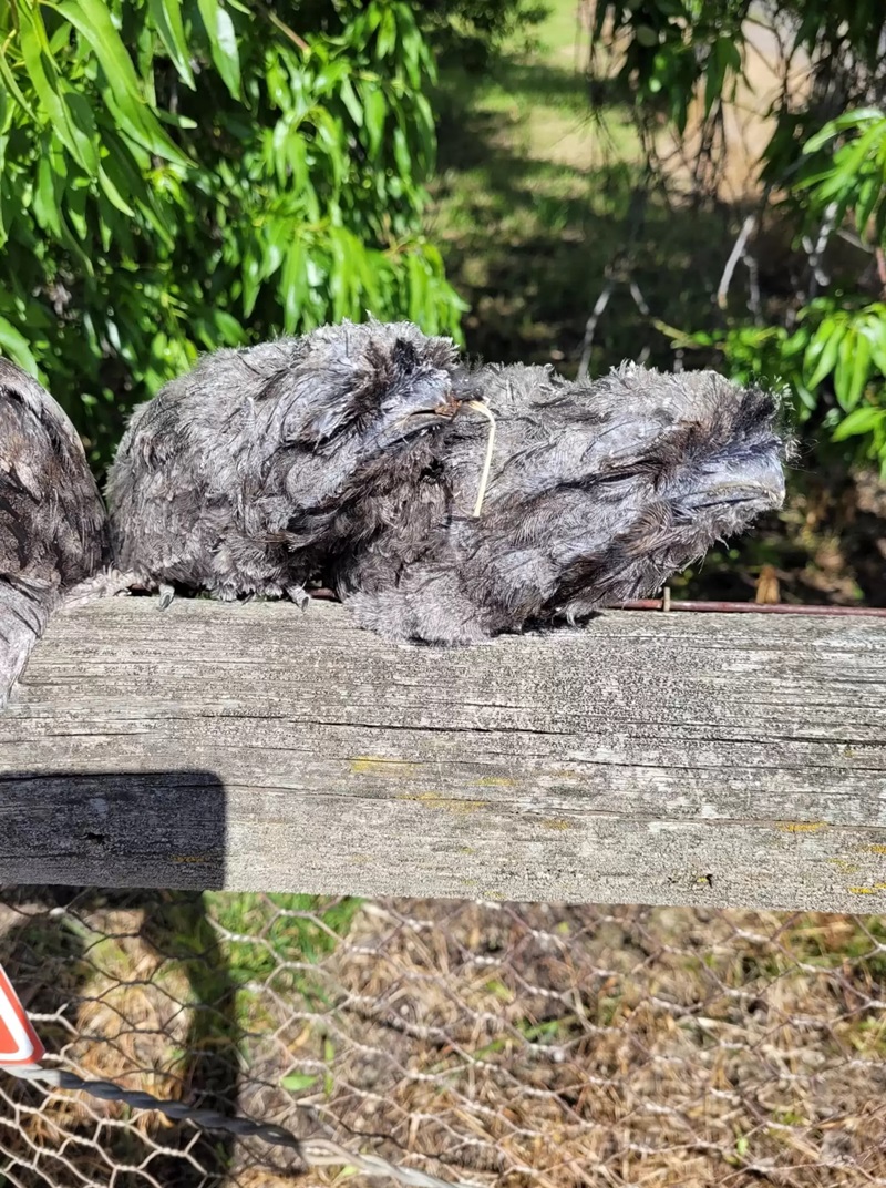 นกปากกบ