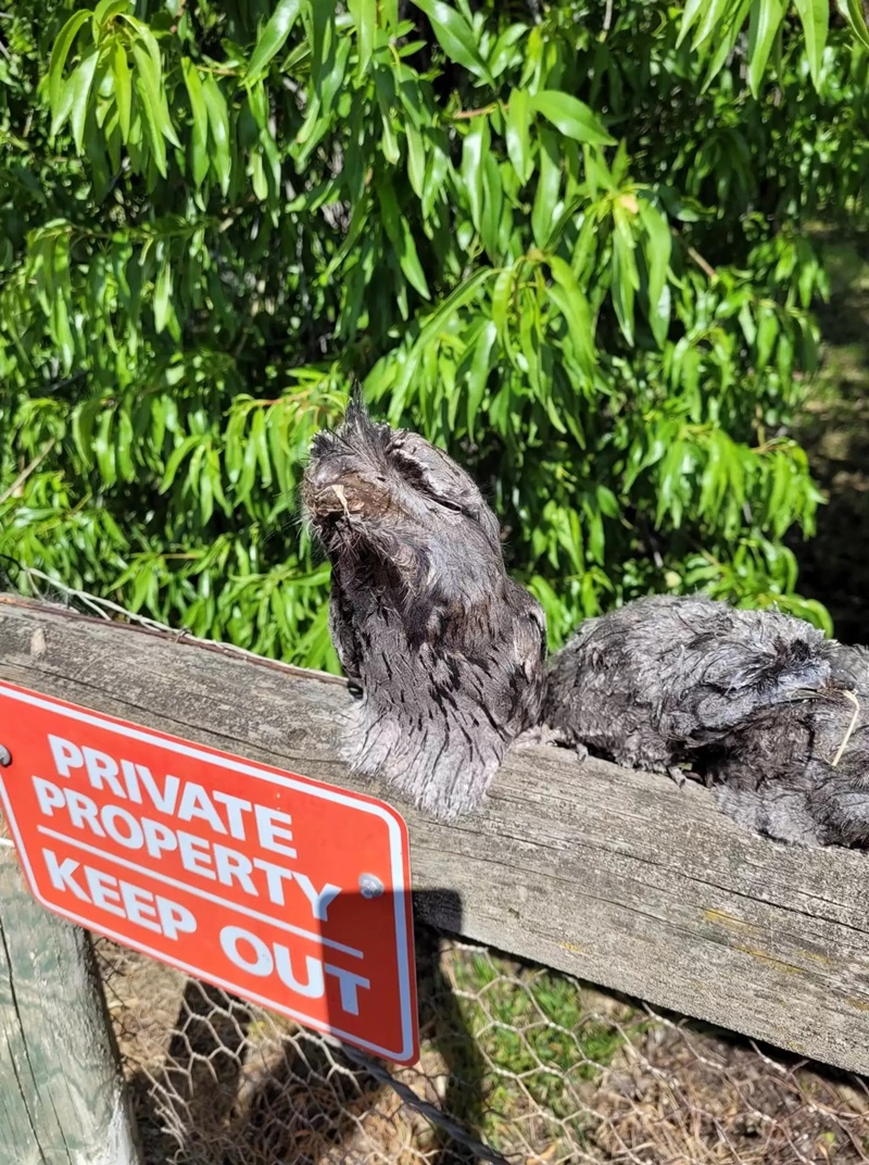 นกปากกบ