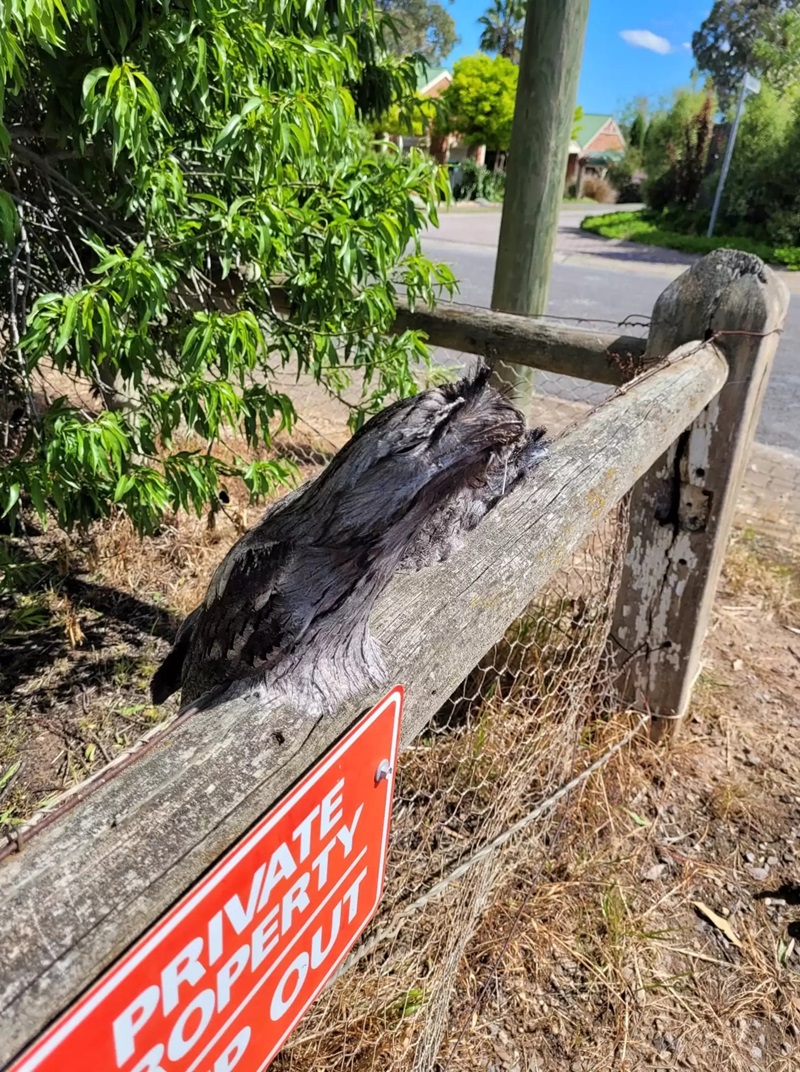 นกปากกบ