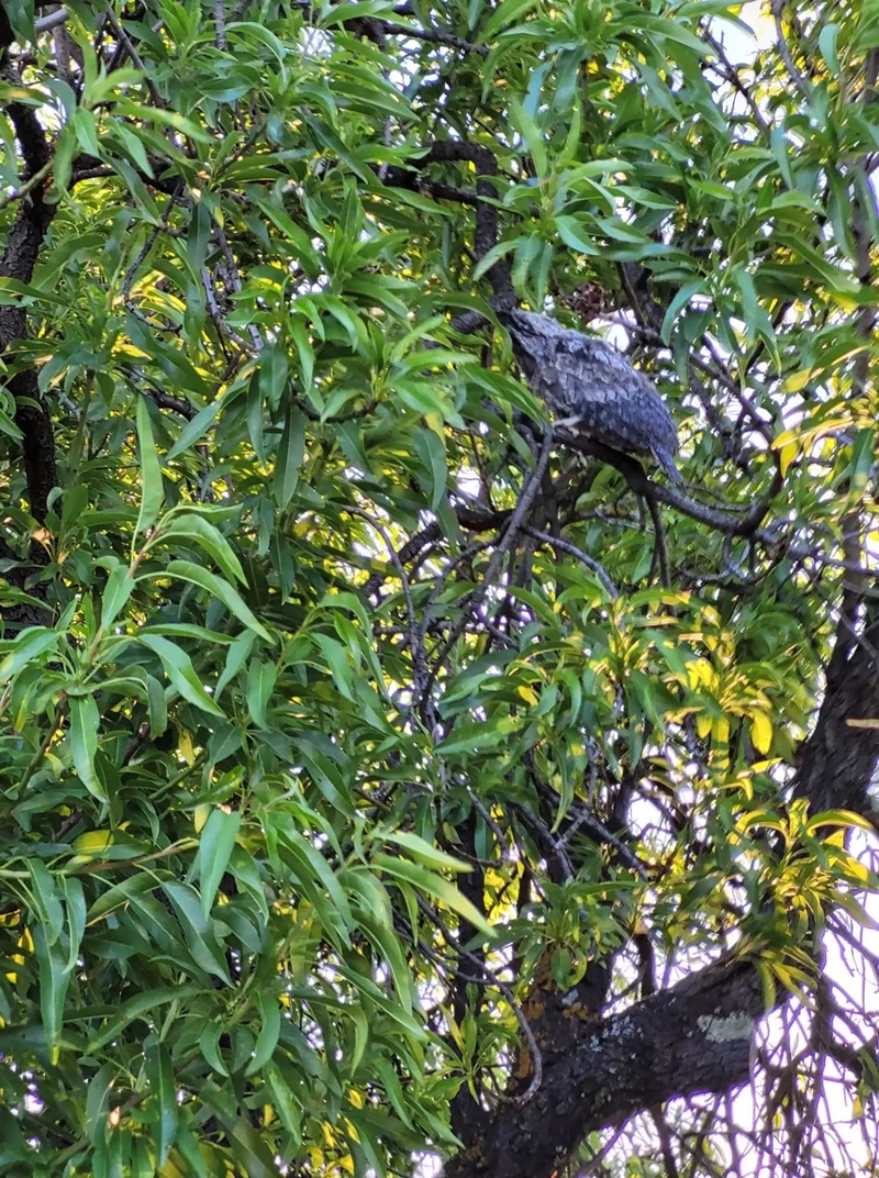 นกปากกบ