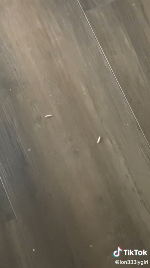 หนอนร่วงจากเพดาน