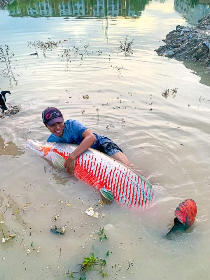 ปลาอะราไพม่า