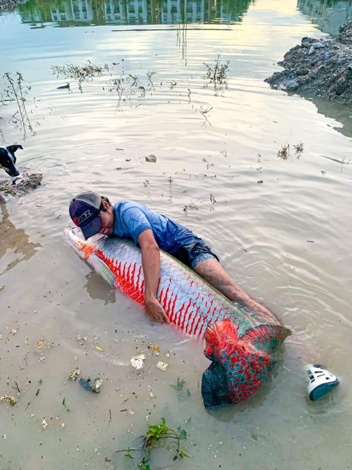 ปลาอะราไพม่า