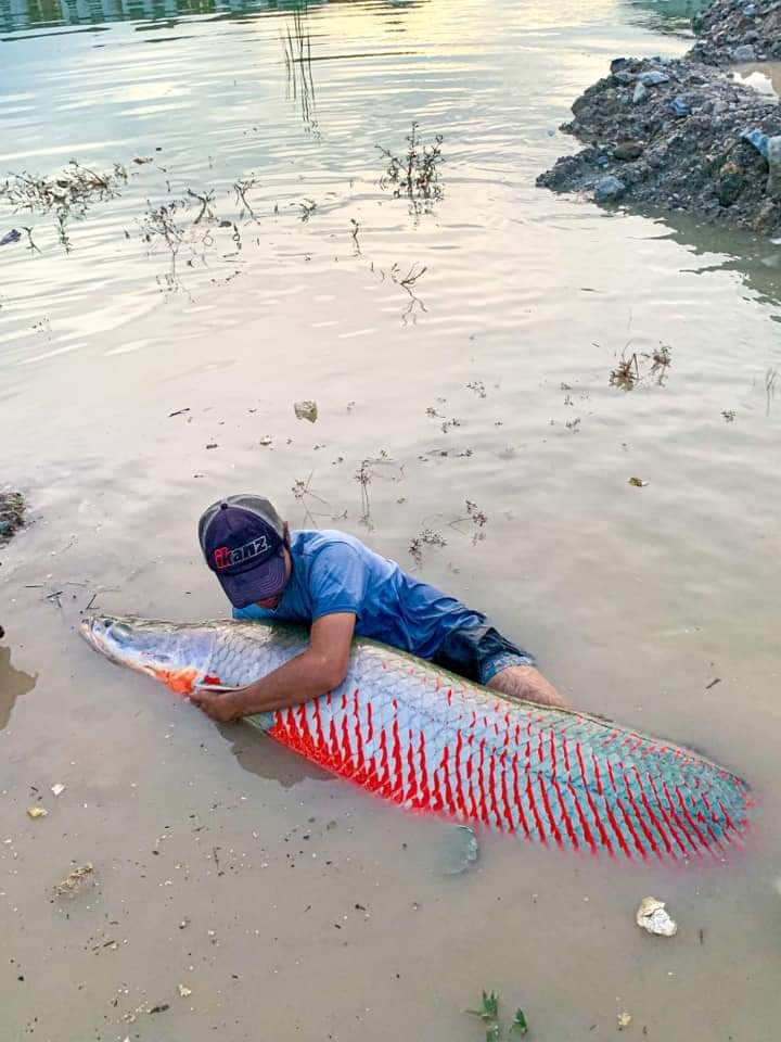 ปลาอะราไพม่า