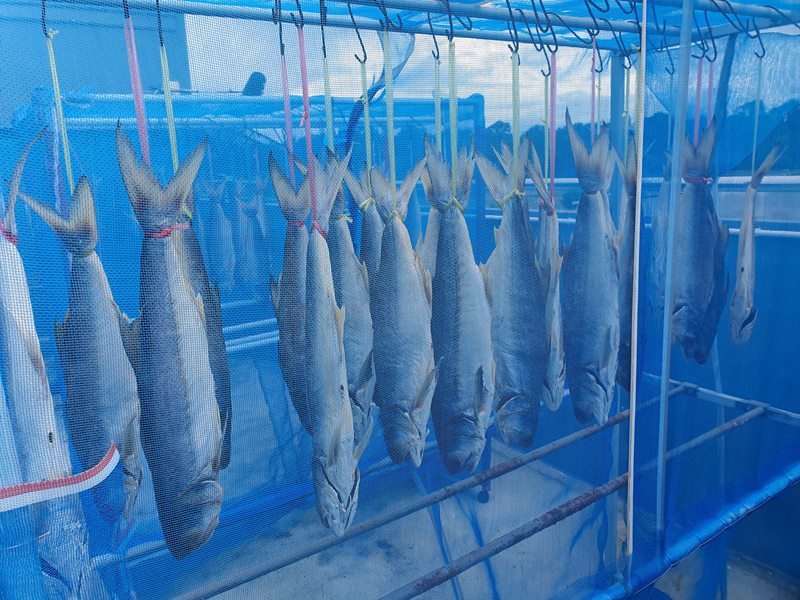 ปลากุเลาเค็มตากใบ