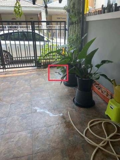 สุนัข