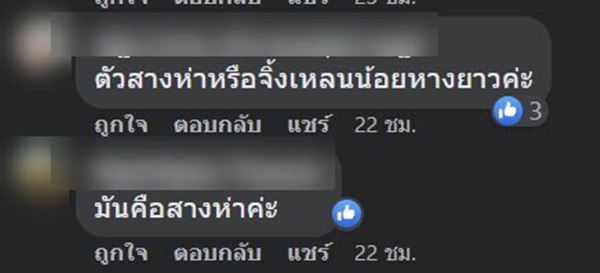 สางห่า