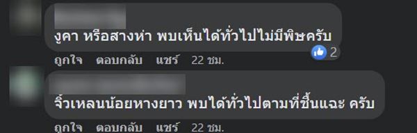 สางห่า