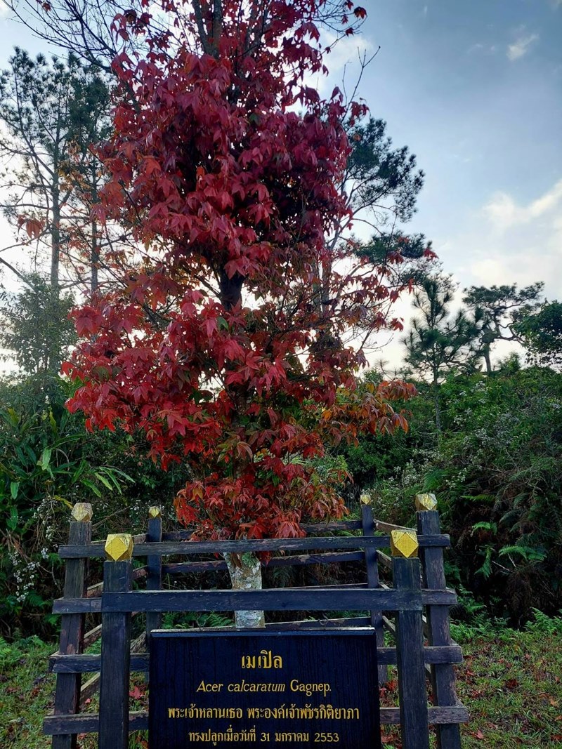 ต้นเมเปิล