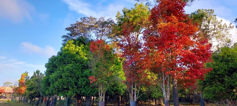 ต้นเมเปิล