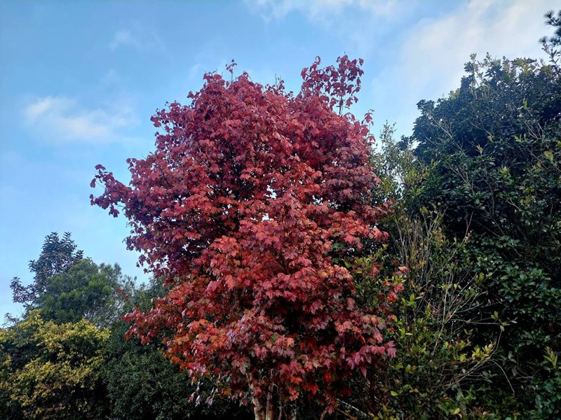 ต้นเมเปิล