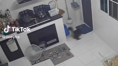 แมวตกน้ำ