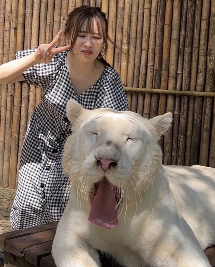 ยูทูบเบอร์มาดูเสือที่ไทย