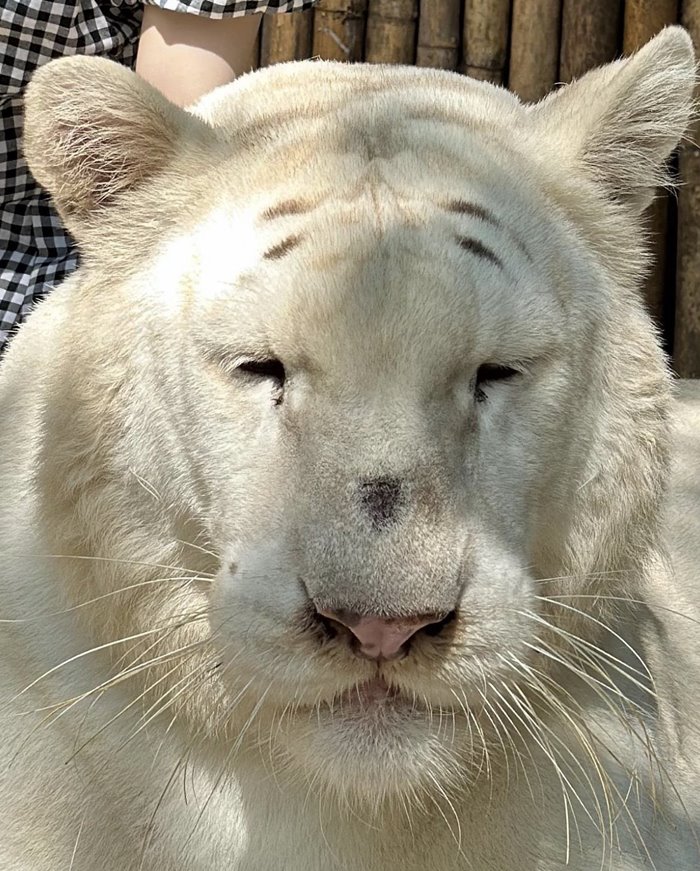 ยูทูบเบอร์มาดูเสือที่ไทย