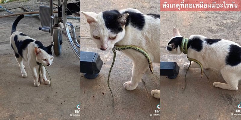 งูเขียวพันคอแมว