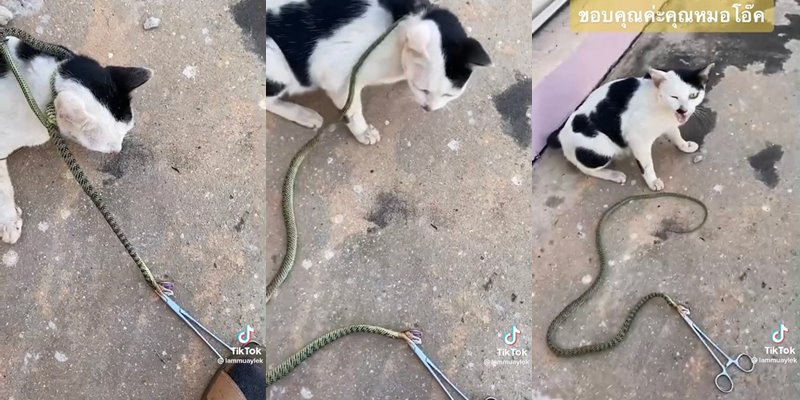 งูเขียวพันคอแมว
