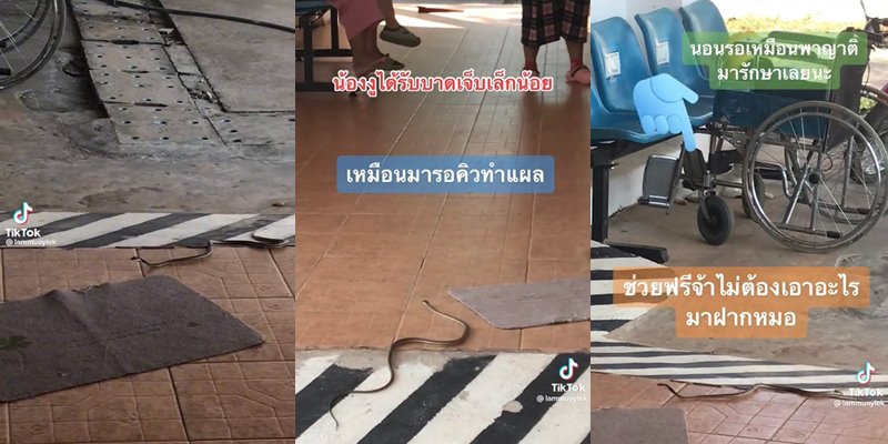 งูเขียวพันคอแมว