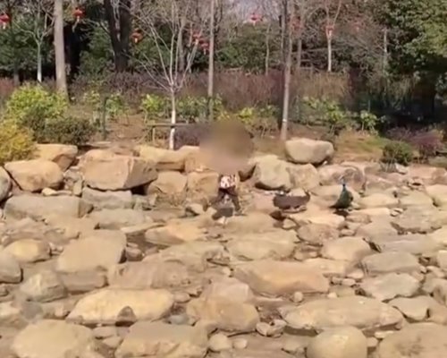 เด็กไล่ถอนขนนกยูง