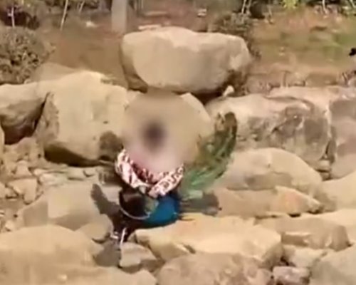 เด็กไล่ถอนขนนกยูง