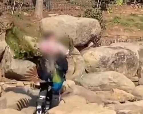 เด็กไล่ถอนขนนกยูง