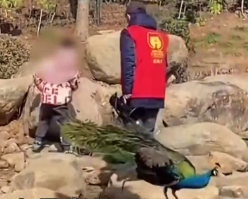 เด็กไล่ถอนขนนกยูง