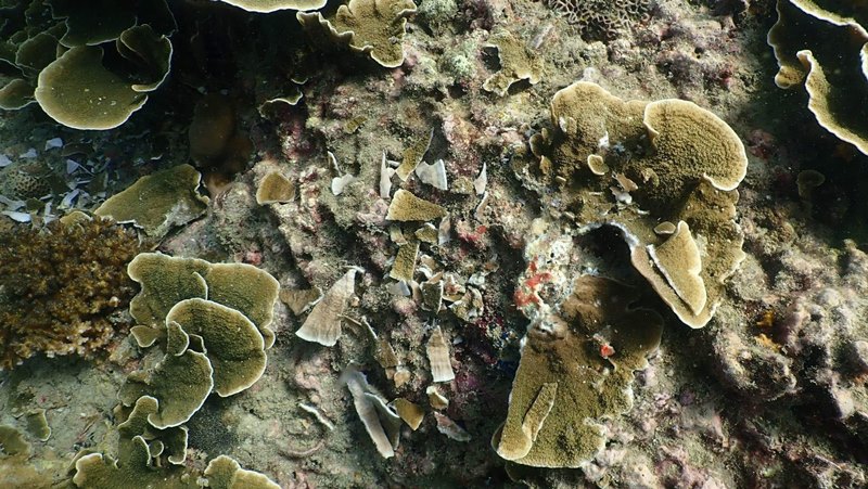 นักท่องเที่ยวเหยียบปะการัง