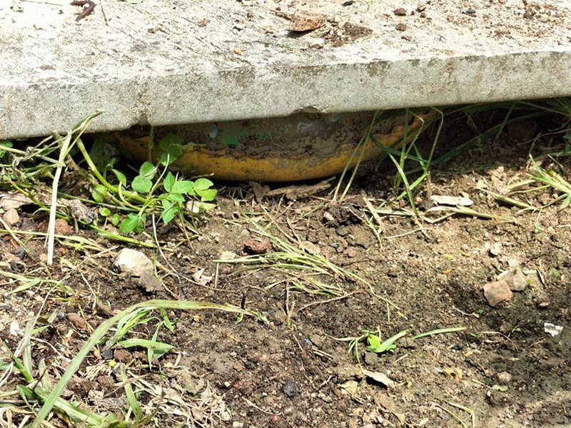 ห่วงยาง