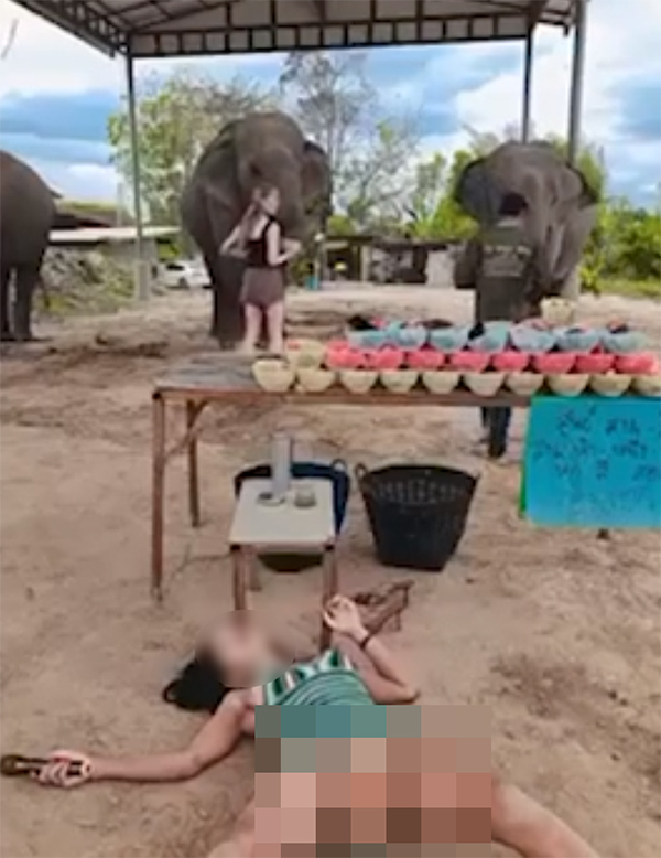 ไลฟ์ขายอาหารช้าง