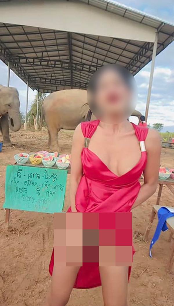 ไลฟ์ขายอาหารช้าง