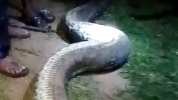 งูเหลือม