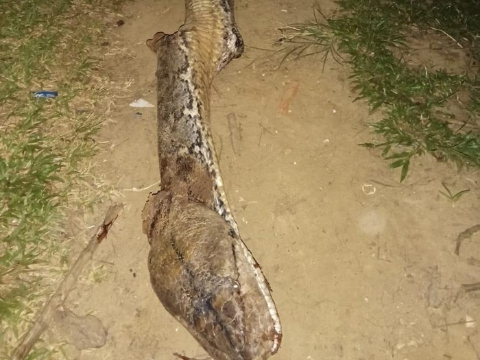 งูเหลือม