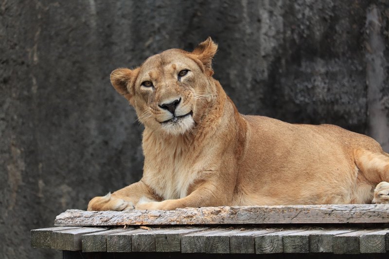 สิงโตยิ้ม