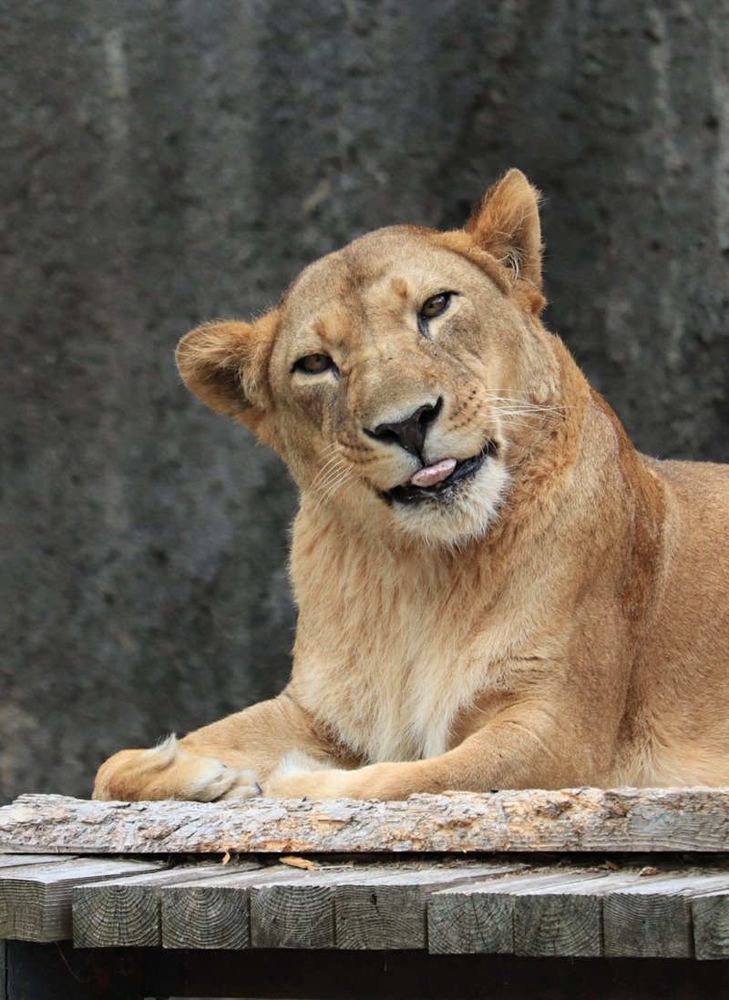 สิงโตยิ้ม