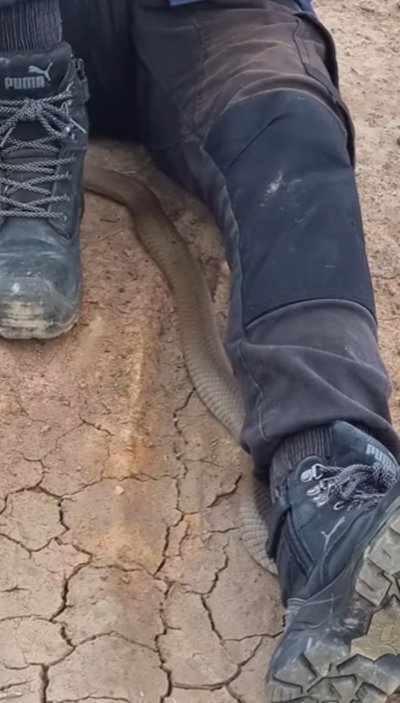 งูเลื้อยผ่านขา