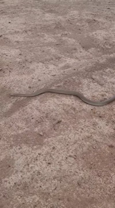 งูเลื้อยผ่านขา