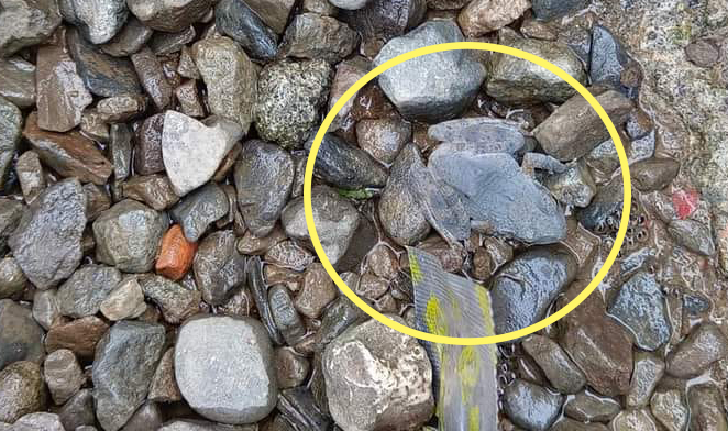 หากบในภาพ