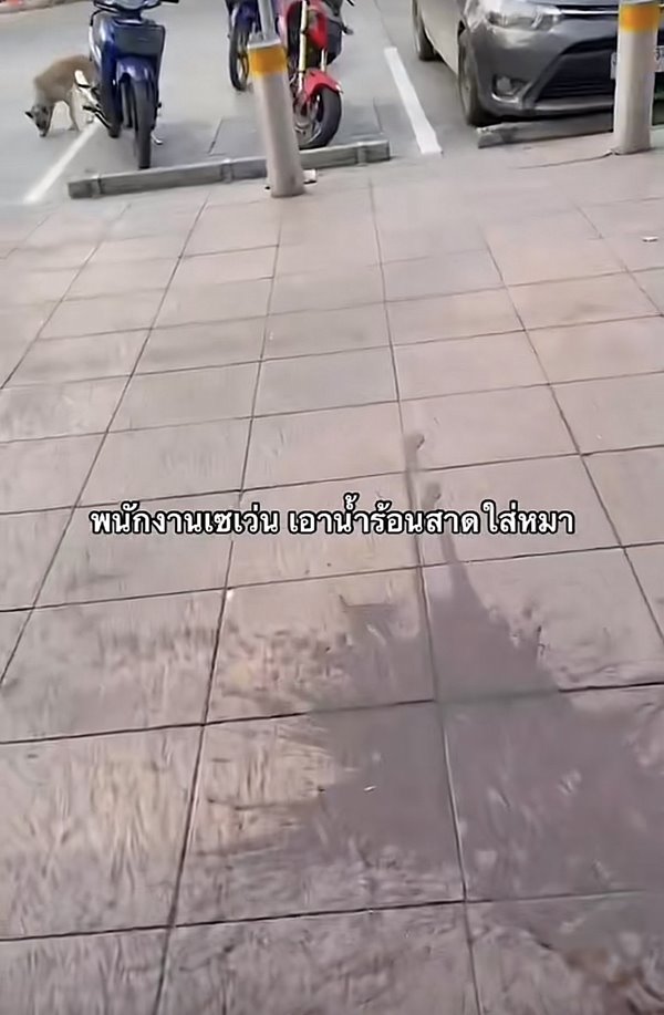 สาดน้ำร้อนใส่หมา