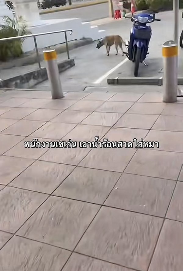 สาดน้ำร้อนใส่หมา