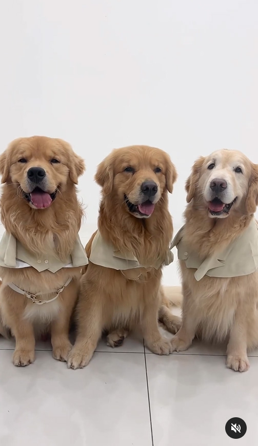 จุ๊มเหม่ง