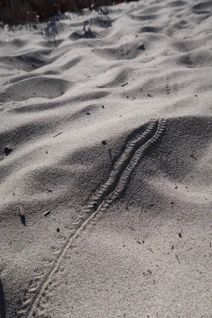 รอยสัตว์ปริศนา