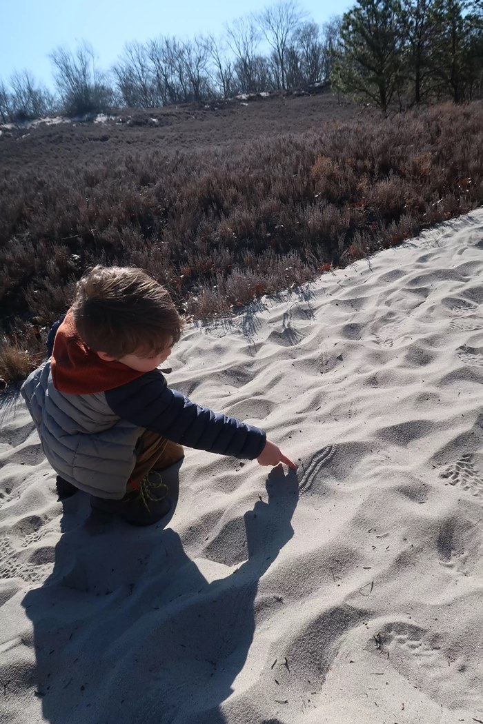 รอยสัตว์ปริศนา