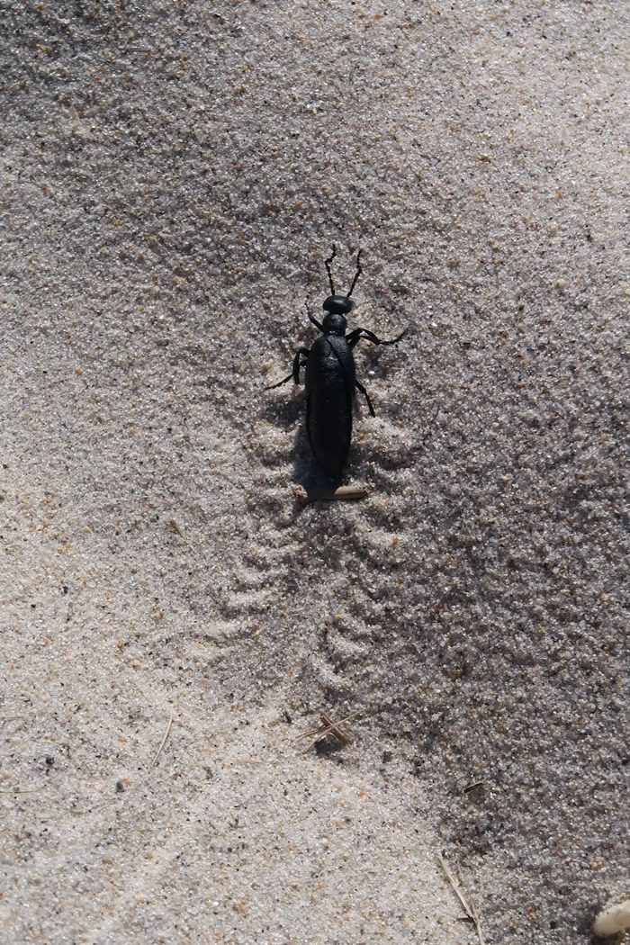 รอยสัตว์ปริศนา