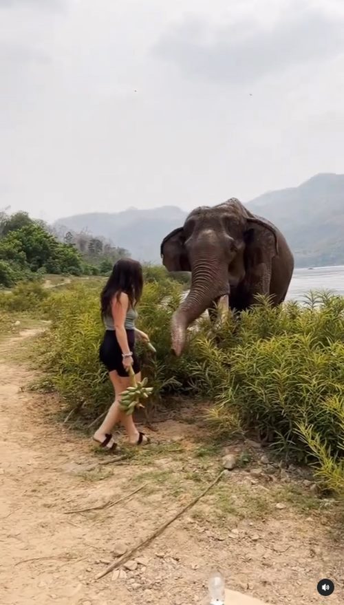 ช้างทำร้ายคน